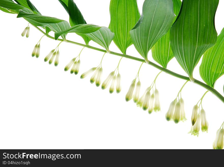 Lily of the valley