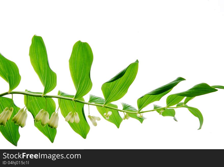 Lily of the walley flowers. Lily of the walley flowers