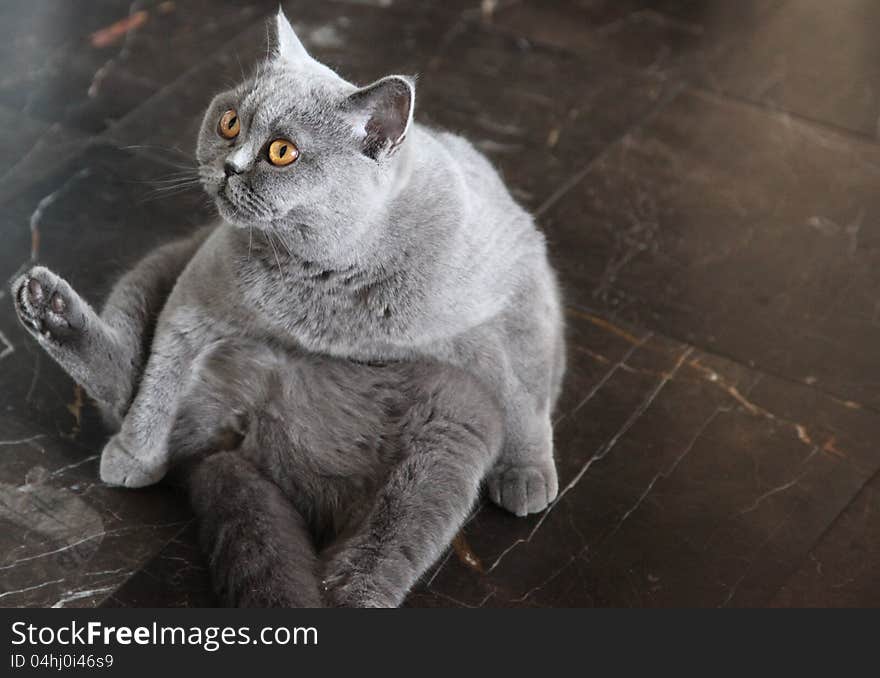 Cat breeds British Shorthair blue color