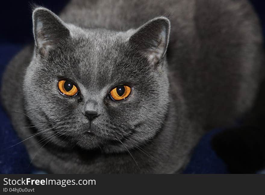 Cat breeds British Shorthair blue color