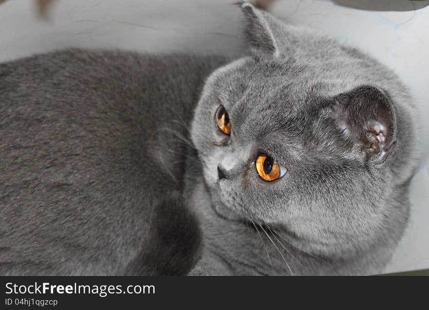 Cat breeds British Shorthair blue color