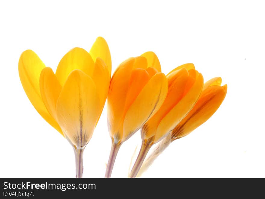 Close up image of crocus