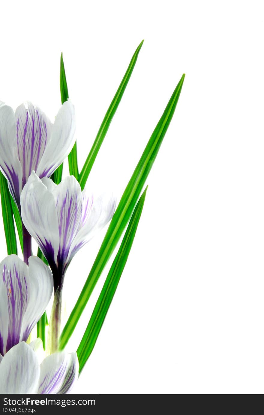 Close up image of crocus