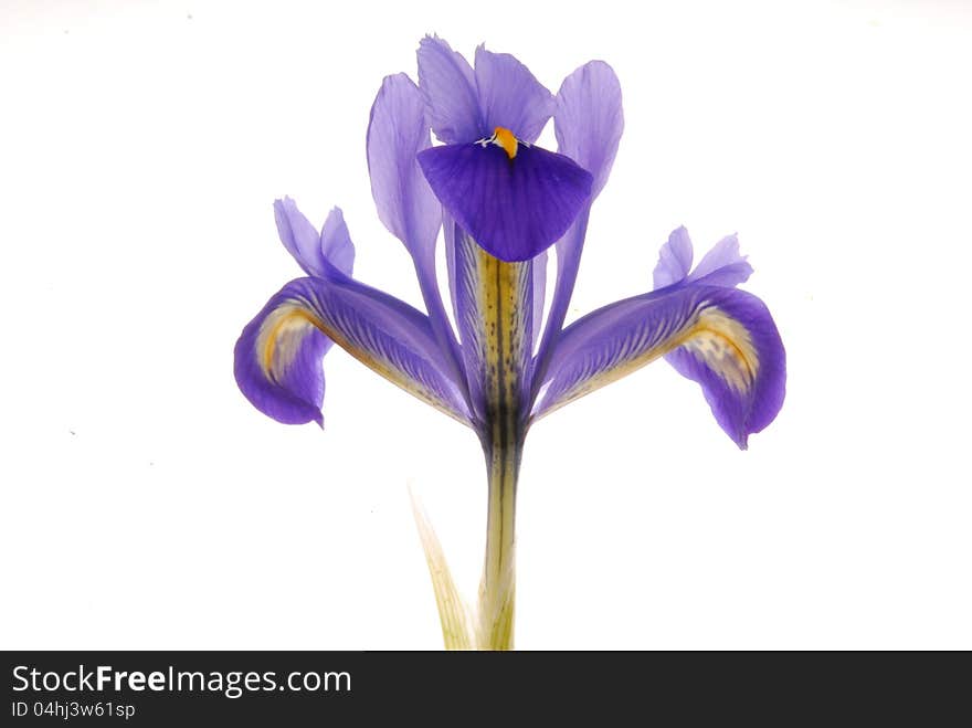 Close up image of a iris. Close up image of a iris