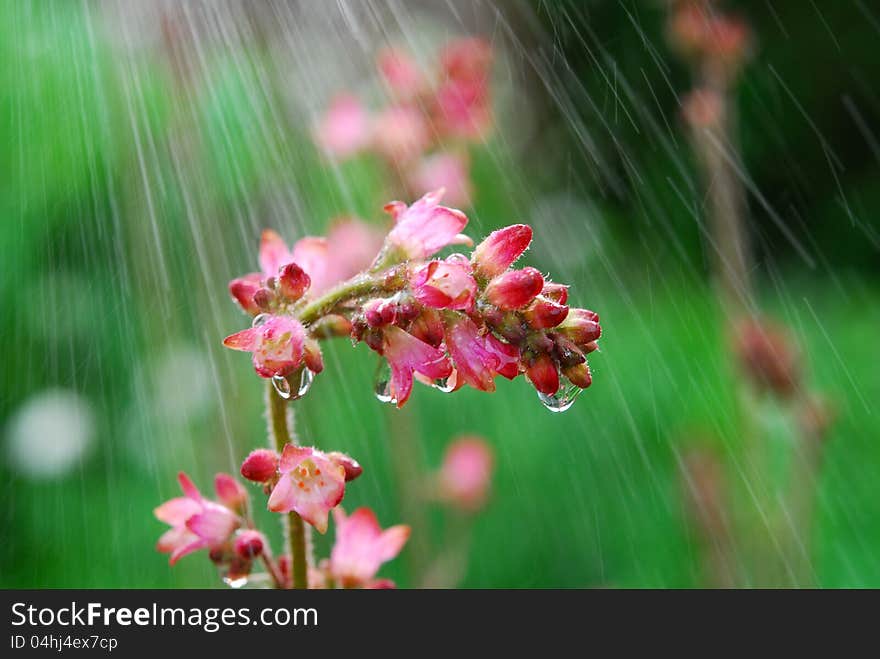 Image of pink heuchera flowers