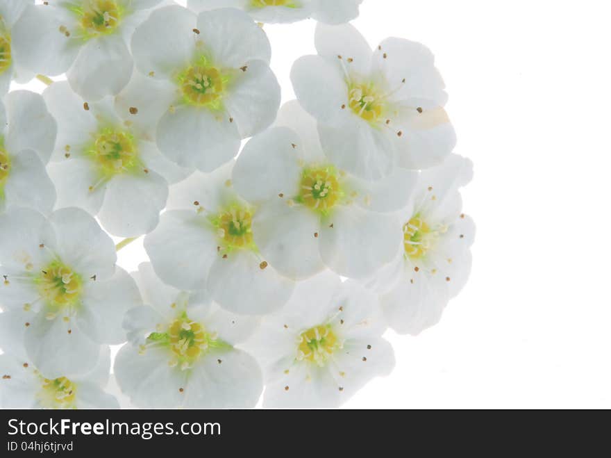 White flower on white background