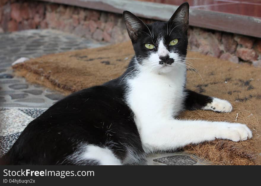 Black And White Cat