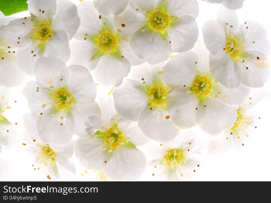 White flower on white background