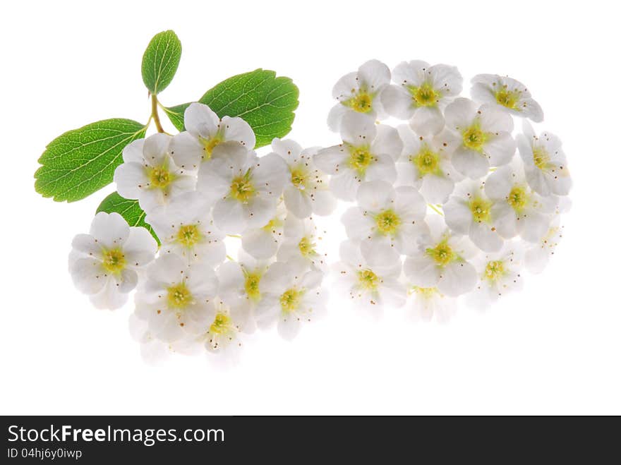 White flower on white background