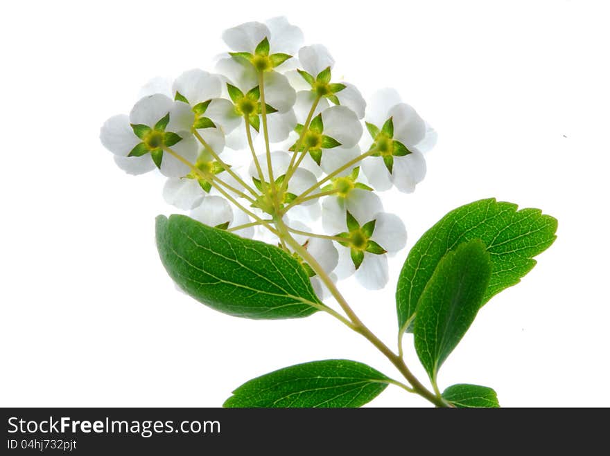 White flower on white background