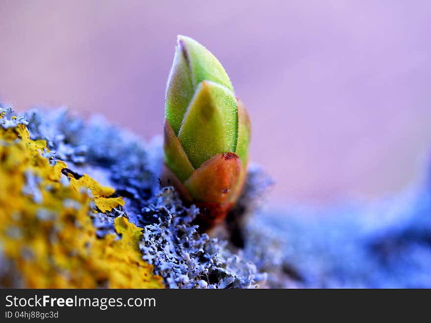 Close up image of bud