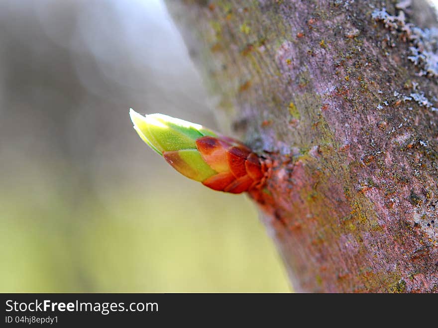 Close up image of bud