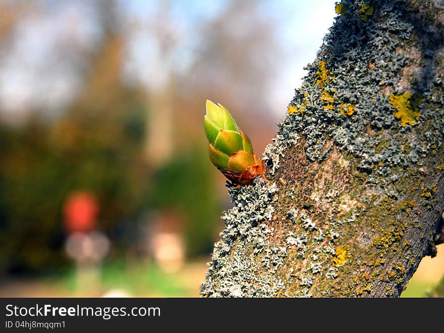 Close up image of bud