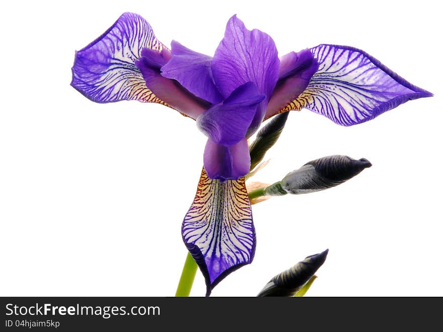 Close up image of a iris. Close up image of a iris