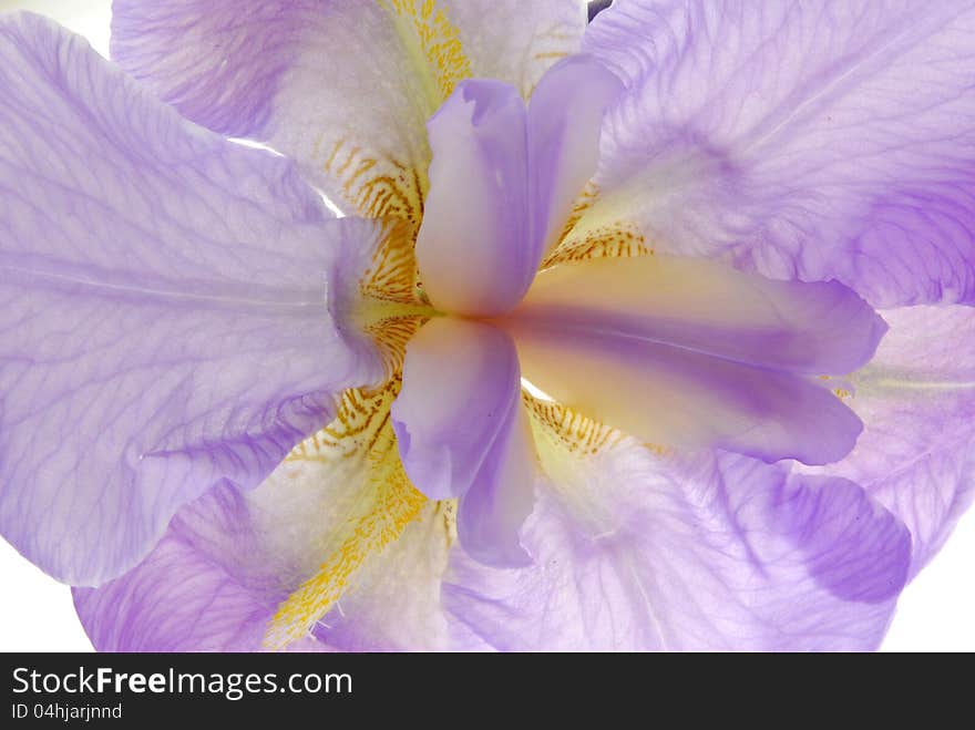 Close up image of  purple iris flower