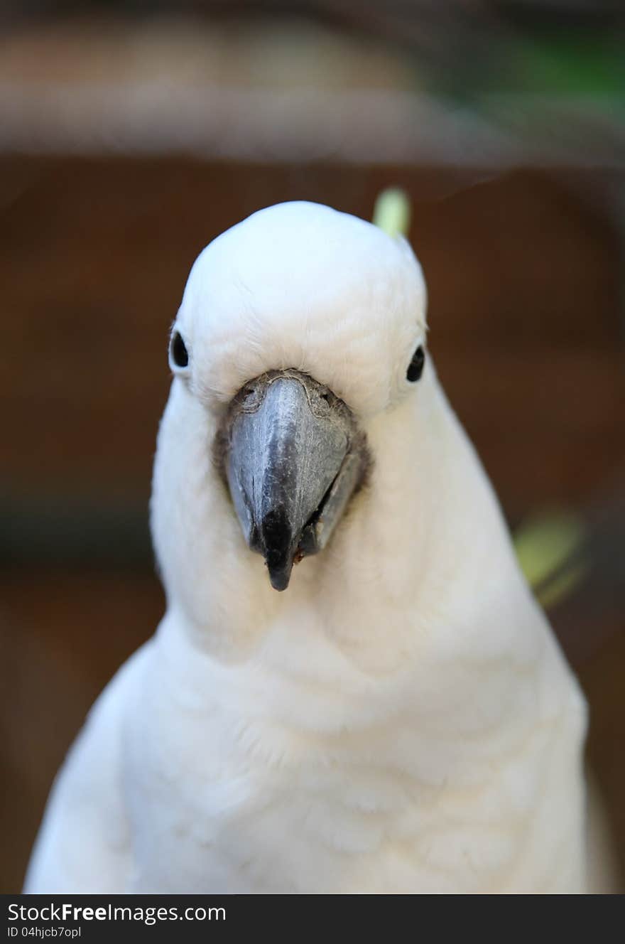 White parrot, the island of Gili Trawangan, Indonesia. White parrot, the island of Gili Trawangan, Indonesia