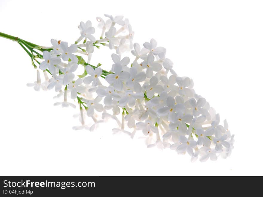 White lilac against white background