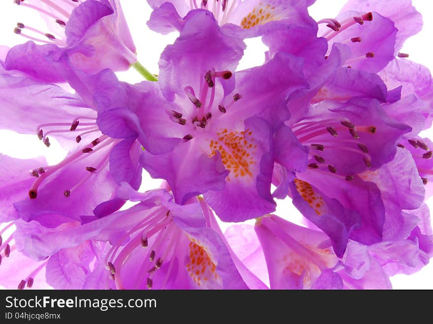 Rhododendrons