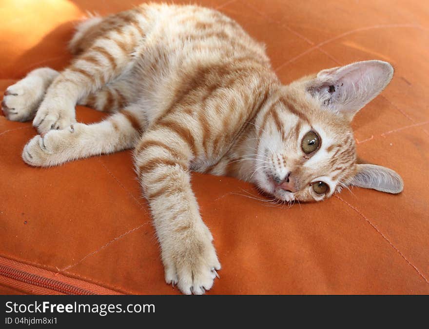 Playful Redhead Kitty