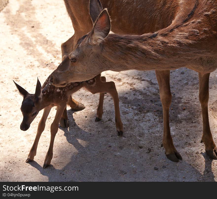 Deer with fawn in the city zoo