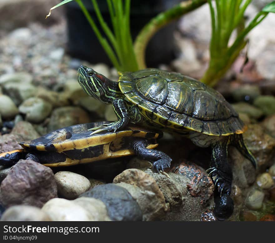 Bright green terrapins in city zoo on summer day