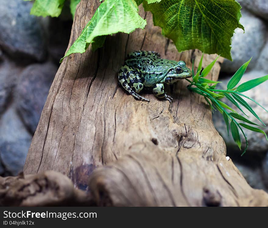 Bright green frog