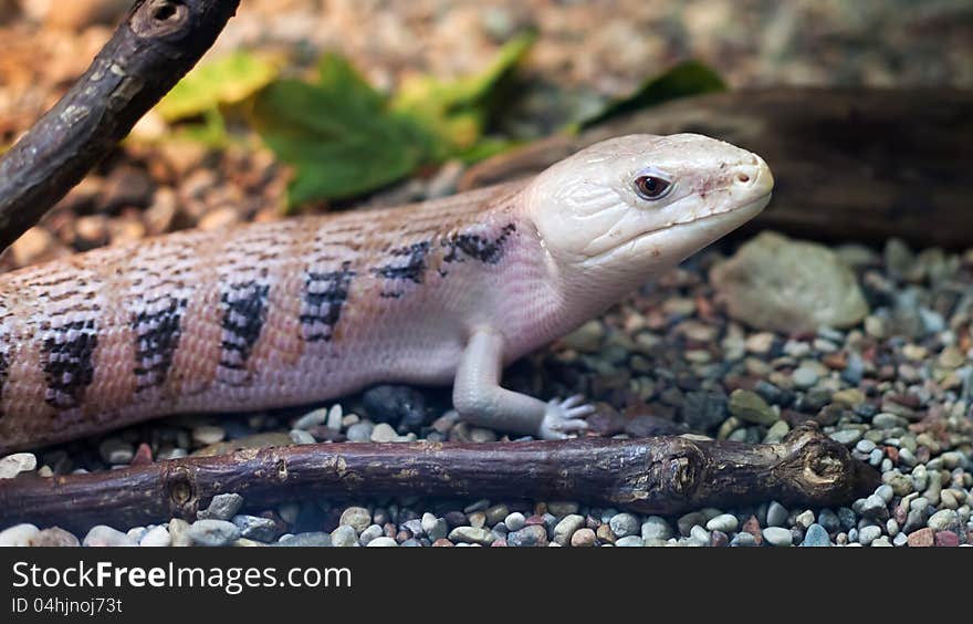 Bright  pink lizard