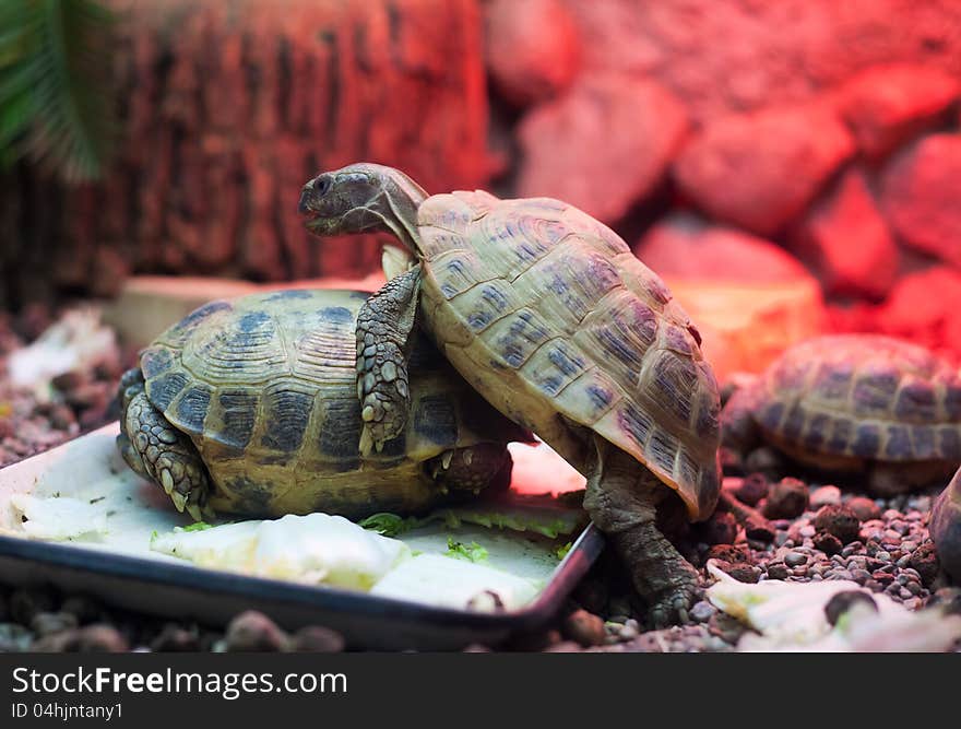 Two turtles in city zoo on bright red stones background