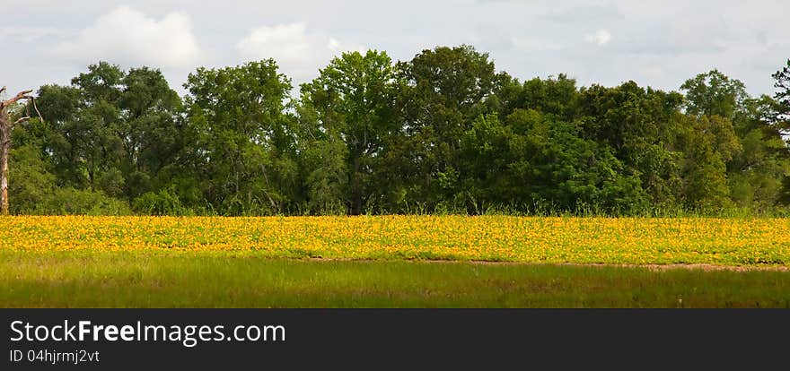 Field of Yellow Flowers