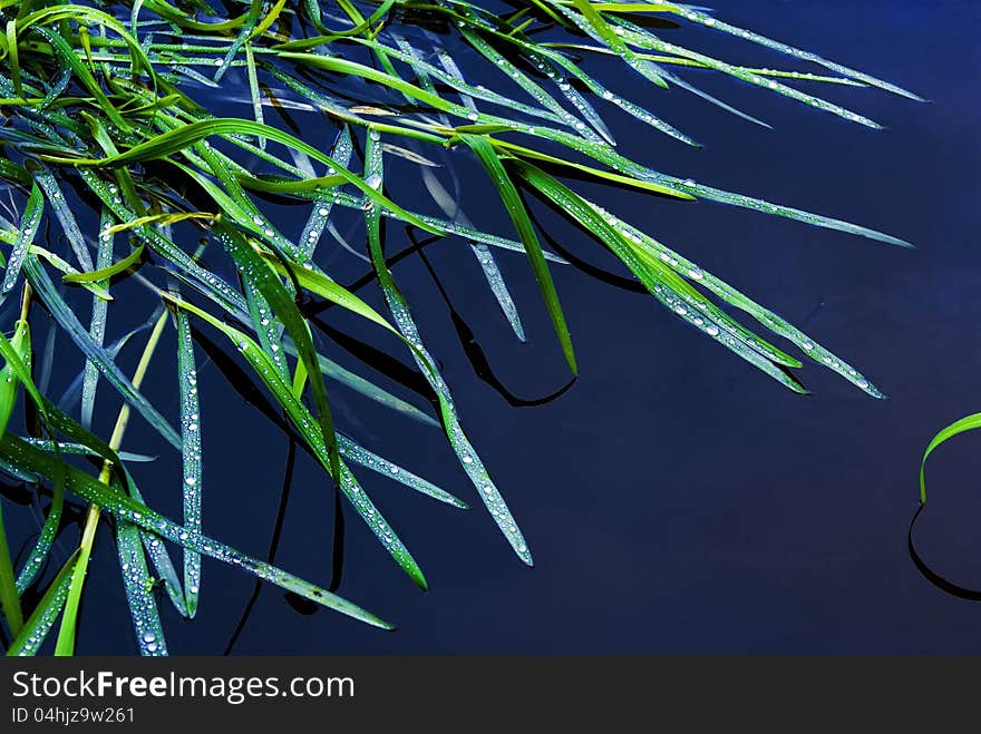 The green grass on a water smooth surface