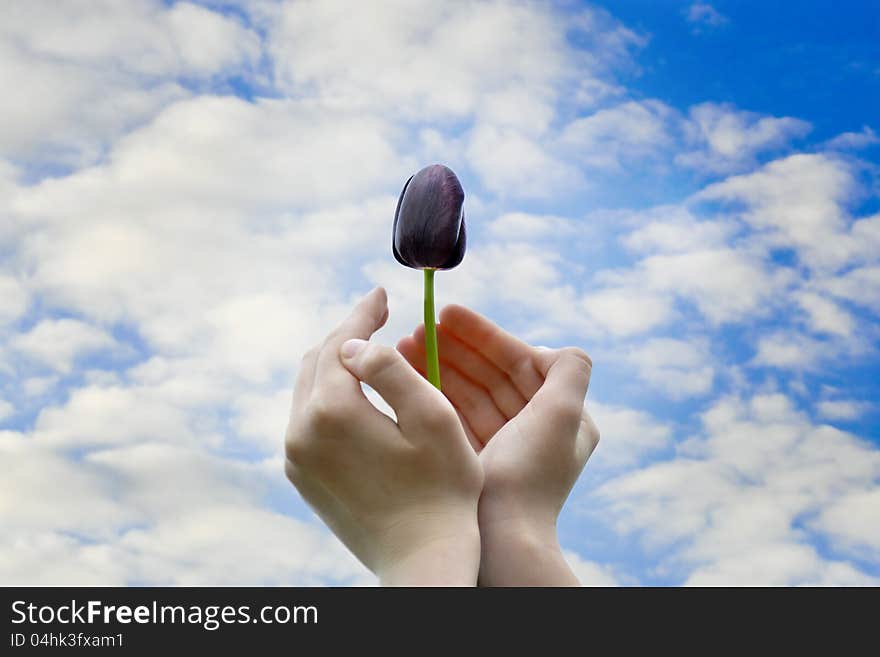 Black tulip in hands