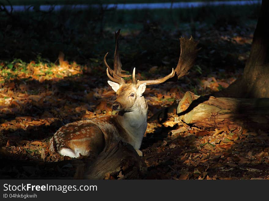 A large deer enjoying a rest in a clearing of a forest. A large deer enjoying a rest in a clearing of a forest