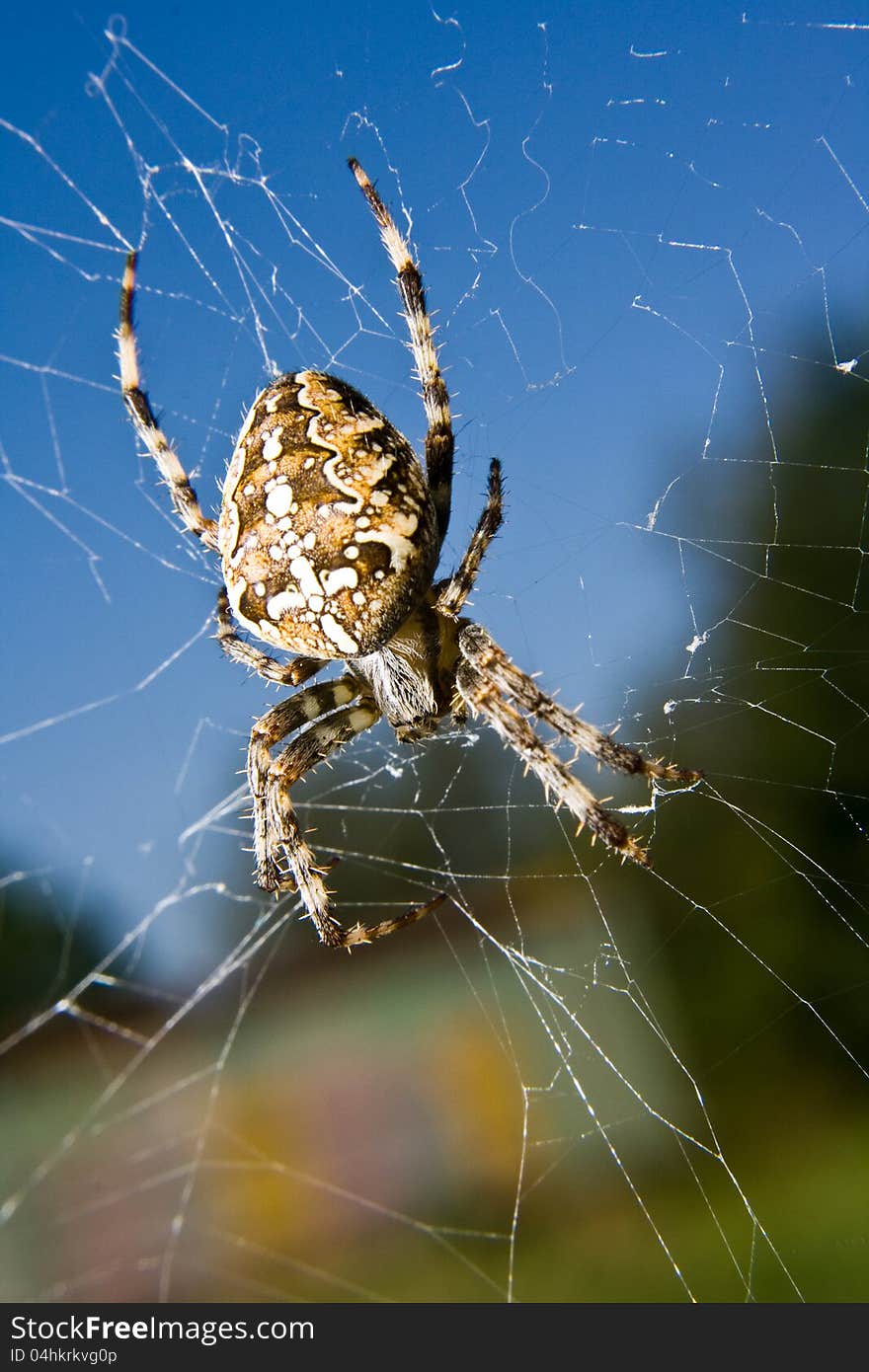 Macro picture of a cross spider on forest background