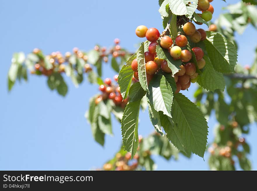 Sweet cherry tree