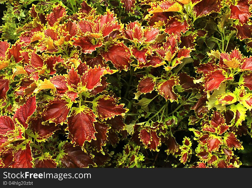 Colorful leaves