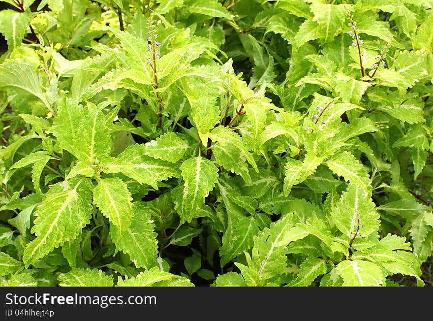 Green leaves