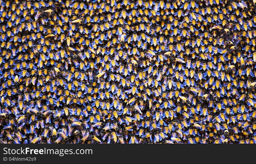 Close up of the bees on beehive. Close up of the bees on beehive