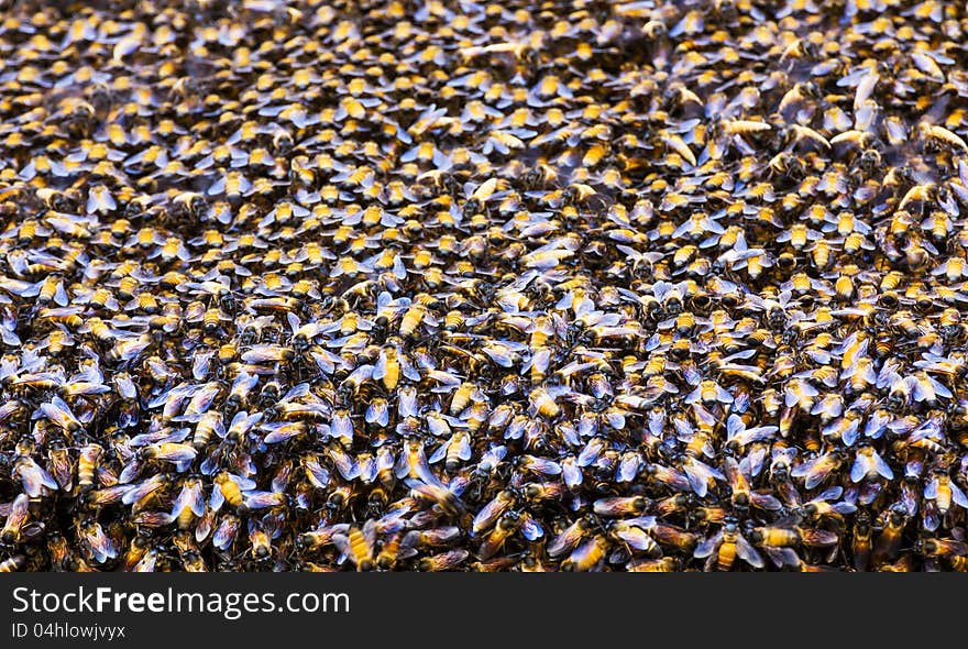 Close up of the bees on beehive. Close up of the bees on beehive