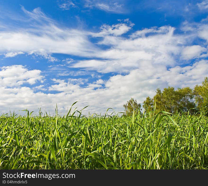 Young crops of oat against sky and clouds. Young crops of oat against sky and clouds