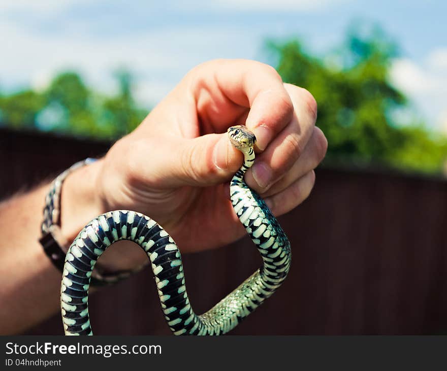 Holding a Grass Snake