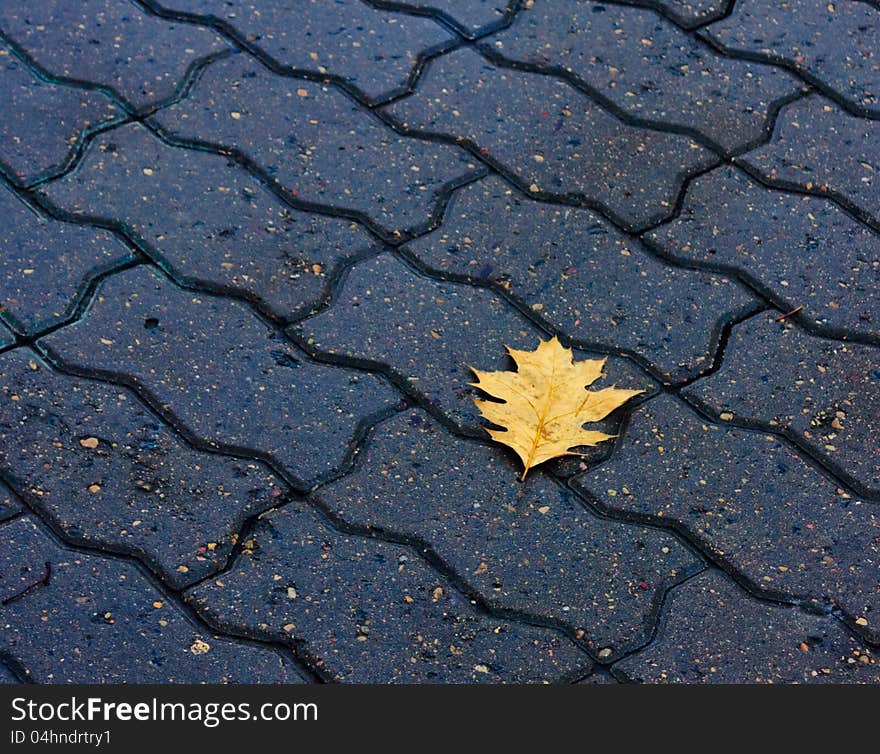 Lone leaf on the ground