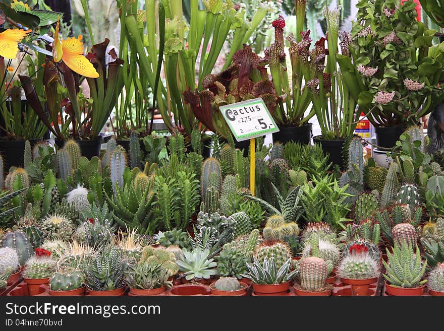 Showcase with cacti