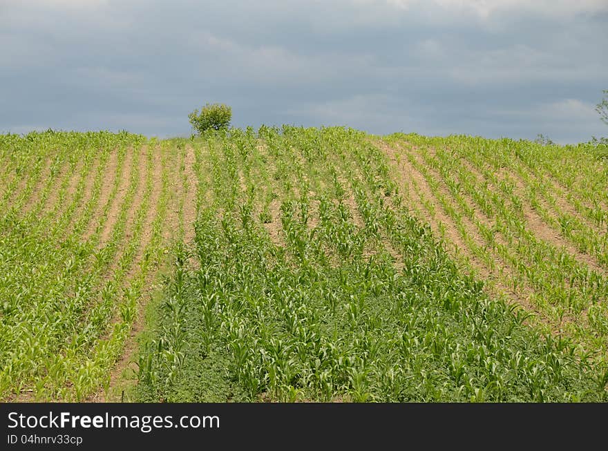 Hill landscape with private property corn. Hill landscape with private property corn