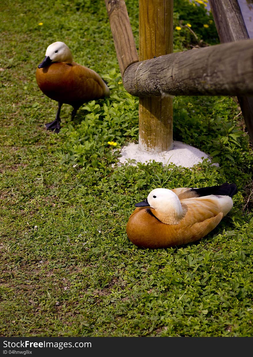 Two tadorna ferruginea in the bank of the river. Two tadorna ferruginea in the bank of the river