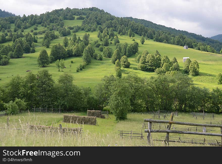 Green hill and forest rural agriculture