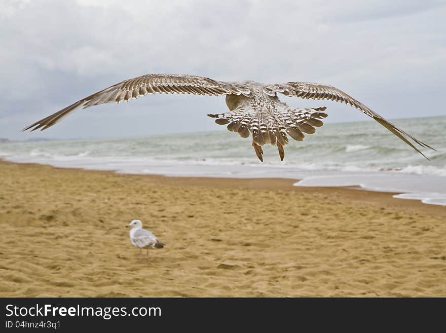 Flying seagull