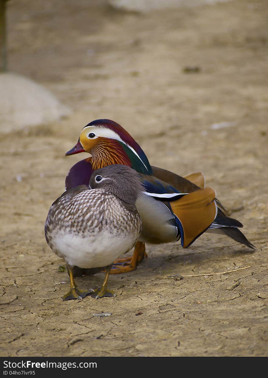 Two mandarin ducks in the bank of the river