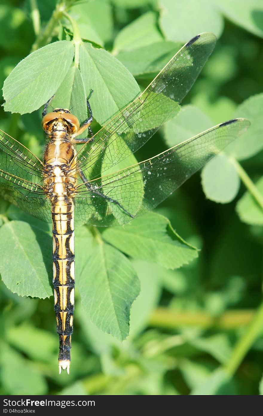 The close-up of dragonfly