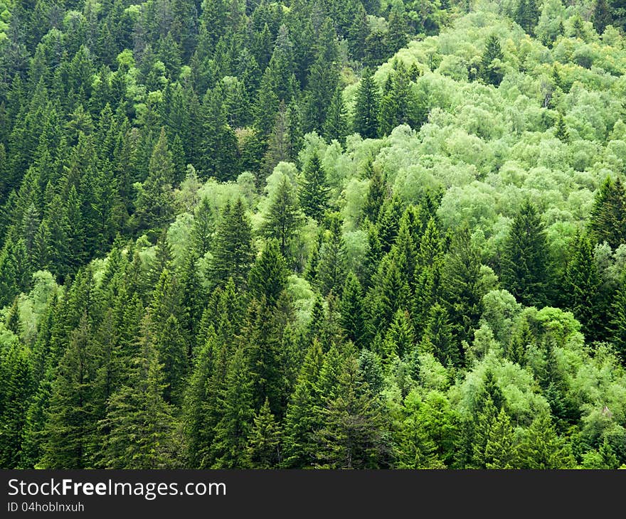 Pine trees in the forest. Pine trees in the forest