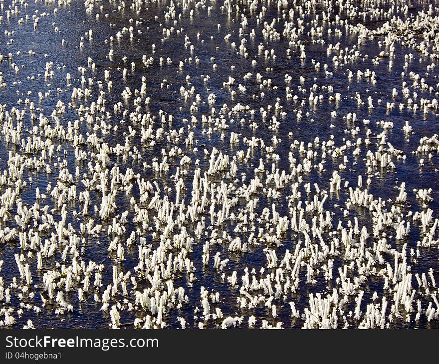 Ice forms on grass in Yellowstone river. Ice forms on grass in Yellowstone river